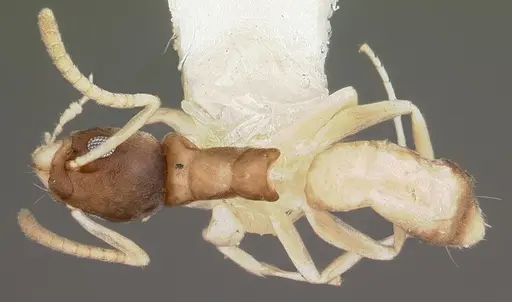 Tapinoma melanocephalum - CASENT0102973