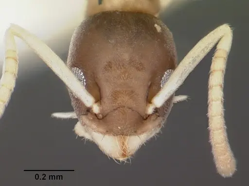 Tapinoma melanocephalum - CASENT0102973
