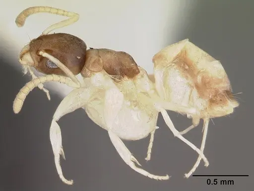Tapinoma melanocephalum - CASENT0102973