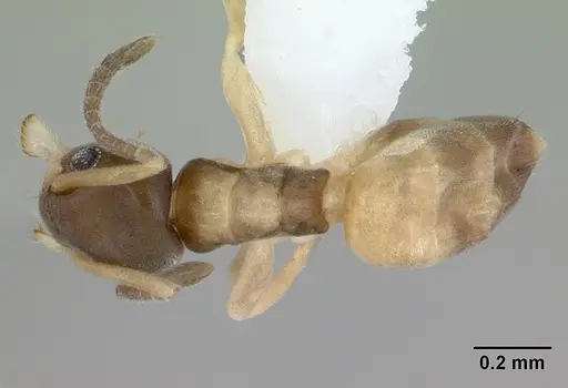 Tapinoma melanocephalum - CASENT0103323