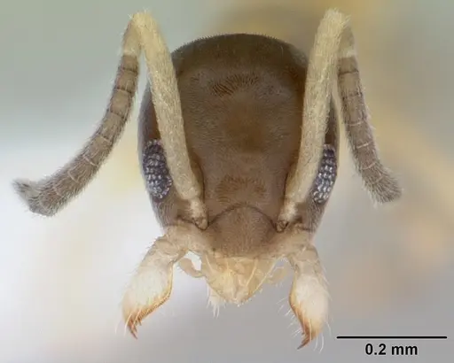 Tapinoma melanocephalum - CASENT0103323