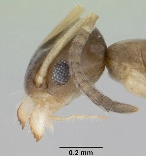 Tapinoma melanocephalum - CASENT0103323