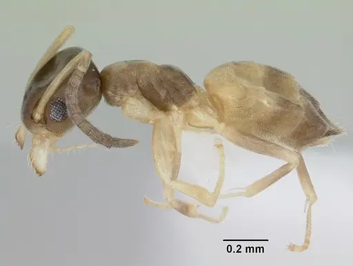 Tapinoma melanocephalum - CASENT0103323