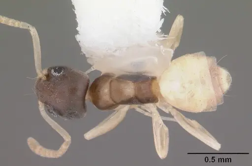 Tapinoma melanocephalum - CASENT0104536