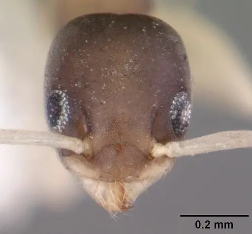 Tapinoma melanocephalum - CASENT0104536
