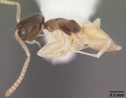 Tapinoma melanocephalum - CASENT0104536