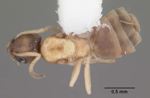 Tapinoma melanocephalum - CASENT0104537