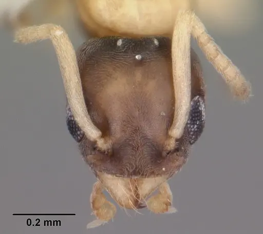 Tapinoma melanocephalum - CASENT0104537