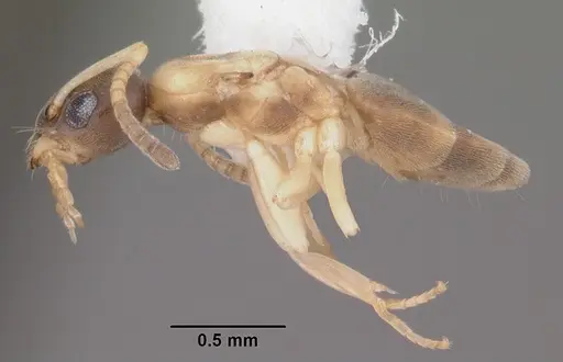 Tapinoma melanocephalum - CASENT0104537