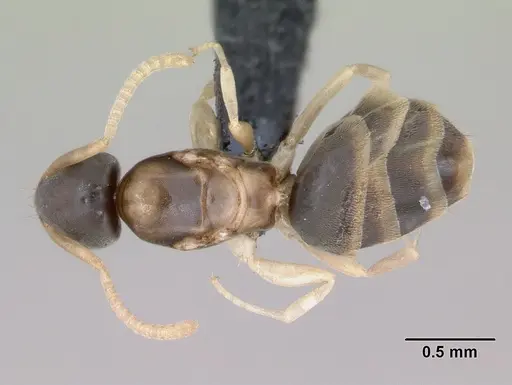 Tapinoma melanocephalum - CASENT0125327