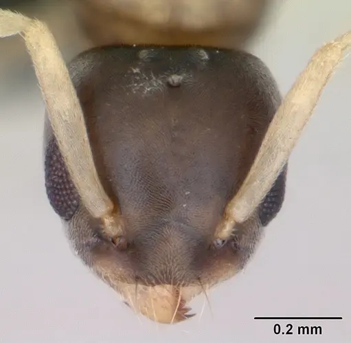 Tapinoma melanocephalum - CASENT0125327