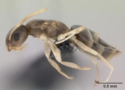 Tapinoma melanocephalum - CASENT0125327
