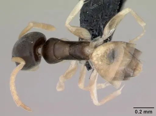 Tapinoma melanocephalum - CASENT0125363