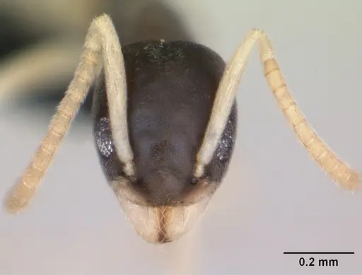 Tapinoma melanocephalum - CASENT0125363