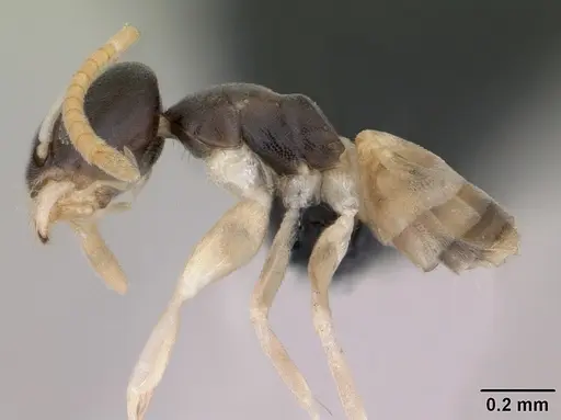 Tapinoma melanocephalum - CASENT0125363