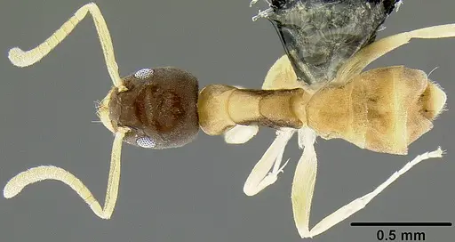 Tapinoma melanocephalum - CASENT0171078