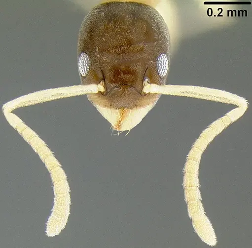 Tapinoma melanocephalum - CASENT0171078