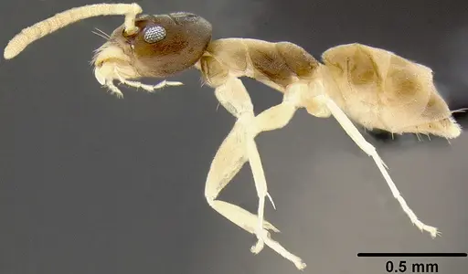 Tapinoma melanocephalum - CASENT0171078
