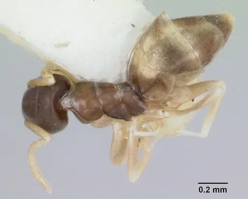 Tapinoma melanocephalum - CASENT0172853