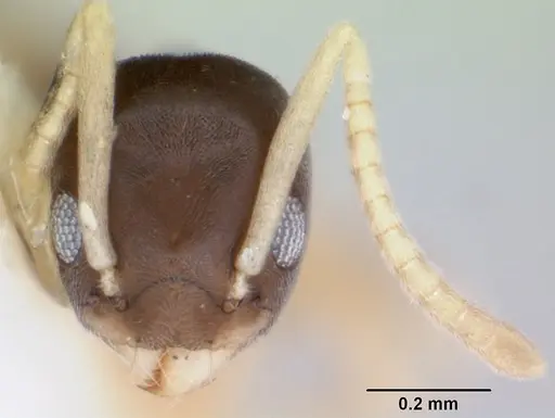 Tapinoma melanocephalum - CASENT0172853