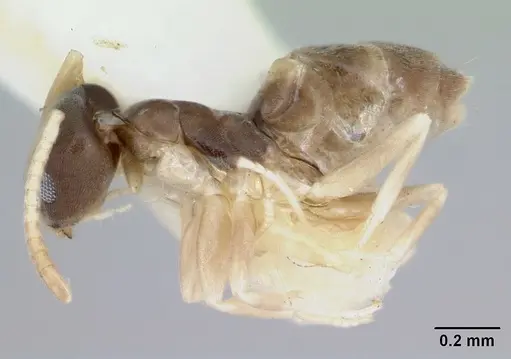 Tapinoma melanocephalum - CASENT0172853