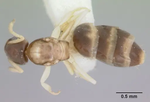 Tapinoma melanocephalum - CASENT0172854