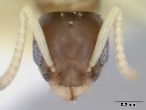 Tapinoma melanocephalum - CASENT0172854