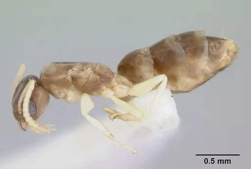 Tapinoma melanocephalum - CASENT0172854