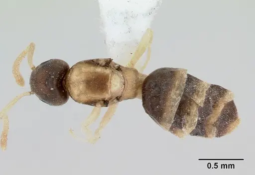Tapinoma melanocephalum - CASENT0173214