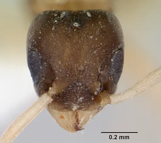 Tapinoma melanocephalum - CASENT0173214