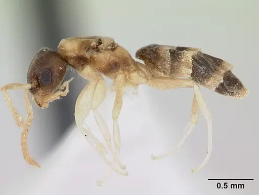 Tapinoma melanocephalum - CASENT0173214