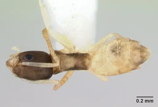 Tapinoma melanocephalum - CASENT0173215