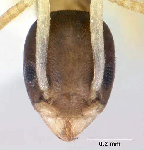 Tapinoma melanocephalum - CASENT0173215