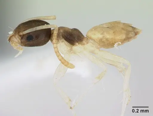 Tapinoma melanocephalum - CASENT0173215