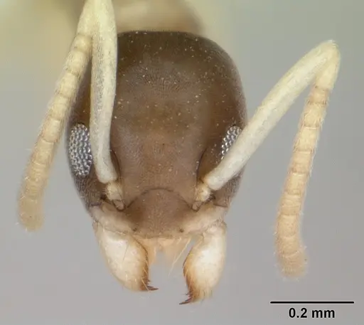 Tapinoma melanocephalum - CASENT0173744