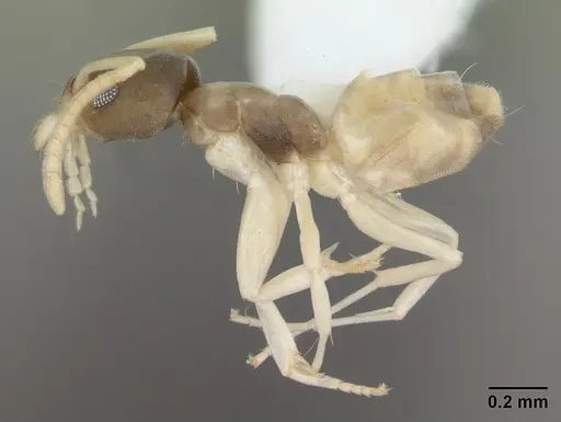 Tapinoma melanocephalum - CASENT0173744