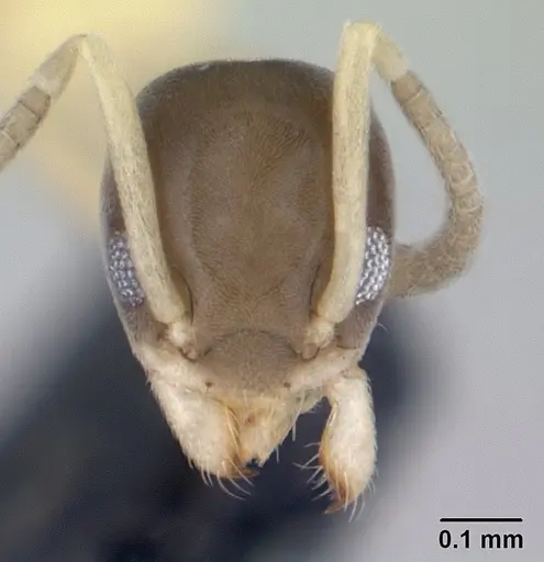 Tapinoma melanocephalum - CASENT0188540