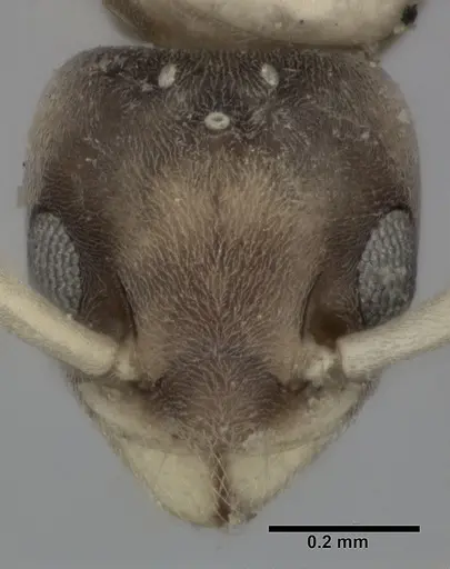 Tapinoma melanocephalum - CASENT0246587