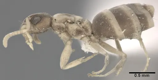 Tapinoma melanocephalum - CASENT0246587