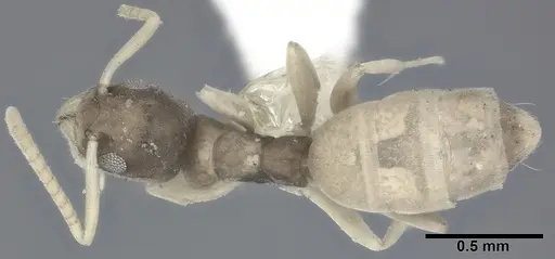Tapinoma melanocephalum - CASENT0246588