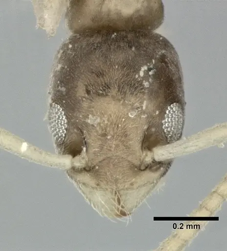 Tapinoma melanocephalum - CASENT0246588