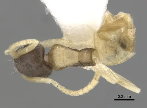 Tapinoma melanocephalum - CASENT0249764