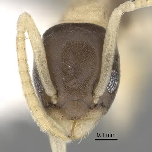 Tapinoma melanocephalum - CASENT0249764