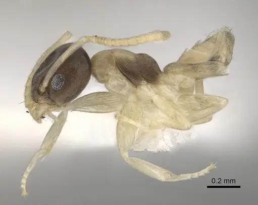 Tapinoma melanocephalum - CASENT0249764