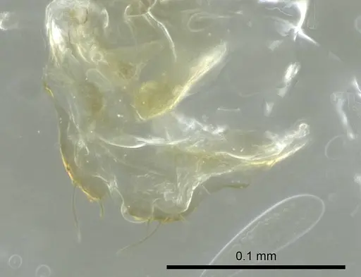 Tapinoma melanocephalum - CASENT0345069