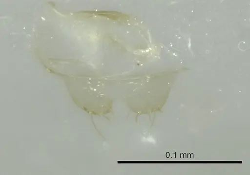 Tapinoma melanocephalum - CASENT0345070