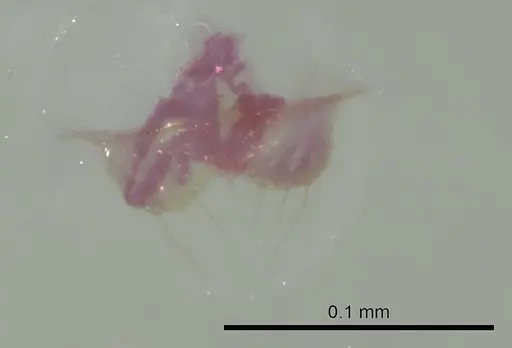 Tapinoma melanocephalum - CASENT0345072