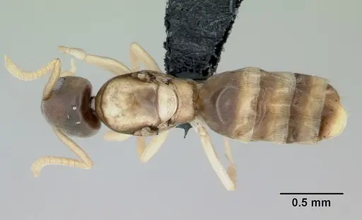 Tapinoma melanocephalum - CASENT0444732