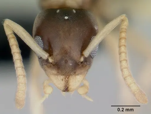 Tapinoma melanocephalum - CASENT0444732