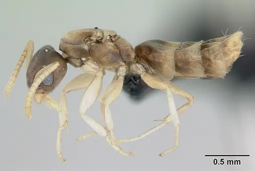 Tapinoma melanocephalum - CASENT0444732